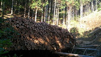 木材集荷場